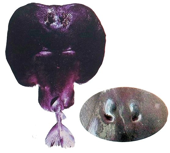 Torpedo nobiliana_040.jpg